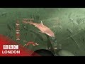 A Virtual Dive In The Thames BBC London