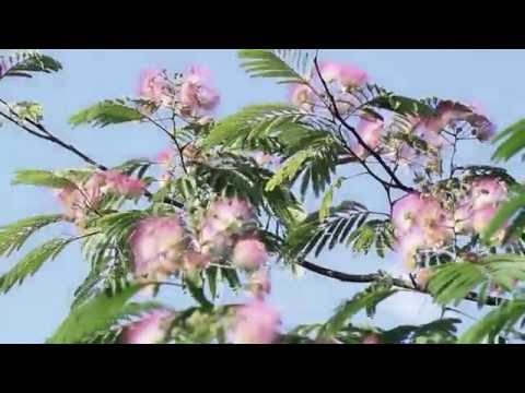 Dấu chân lạc phố Sheet - Ngọc Quy