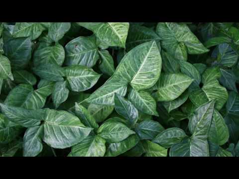 Travis Scott - Reggaezing (Kevas x Omar Duro Edit)