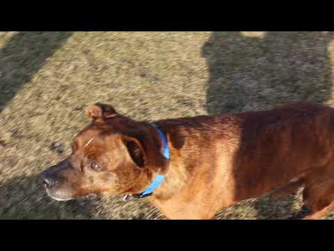 Charlie, an adopted Bull Terrier Mix in Aurora, IL_image-1