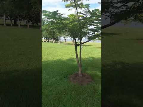 passeio e pesca rubineia sp