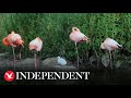 Flamingo Chick Abandoned As Egg Adopted By New Parents