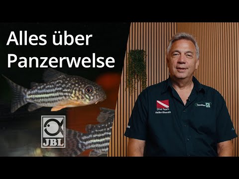 JBL TV #73 Panzerwelse im Aquarium I Steckbrief