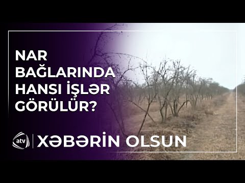 Nar bağlarında hansı aqrotexniki işlər görülür?