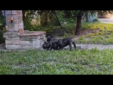 Francuski buldog video thumbnail