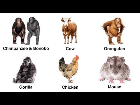 Every Strangest Animal In Your DNA Explained