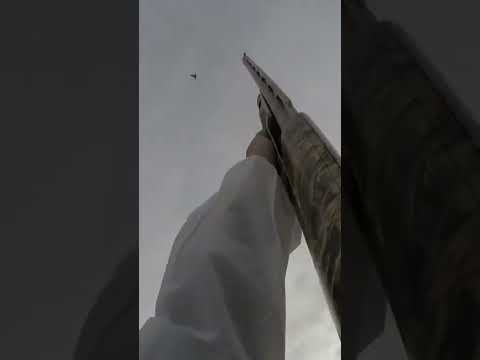 2 for 2 on Snows with Hip Fire - Snow Goose Hunting