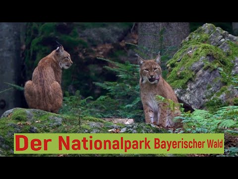 Der Nationalpark Bayerischer Wald mit Tier Freigelände, Baumwipfelpfad, Steinzeithöhle und Lusen.