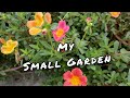 My Garden Tour Ll Flower Garden Ll Balcony Garden