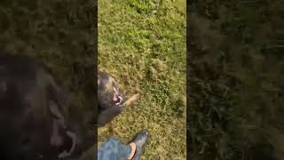 Video preview image #1 Retriever -Unknown Mix Puppy For Sale in Woodbury, NY, USA