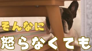 納得できないフレブル