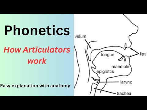 The production of speech sounds || Articulatory setup in Human || Detailed discussion
