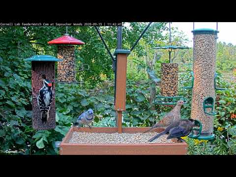 Hairy Woodpecker Digs In At The Cornell Feeders – Sept. 15, 2020