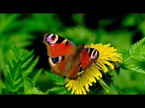 Robbe, Bersage, Nito-Onna - Down