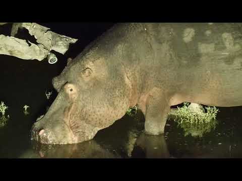 Djuma: Hippo comes to the pan for a drink and soak - 00:22 - 06/28/19