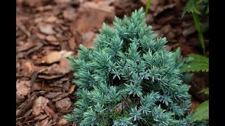Embrace Nature's Gifts: The Healing Powers of a Juniper Tree