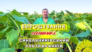 Prodaja Насіння сортового соняшника Синельниківський УльтраРанній (СУР), semena uljarica - Slika 2 | Agronetto RS Novo Насіння сортового соняшника Синельниківський УльтраРанній (СУР), seme uljarica | Slika 2 - Agronetto