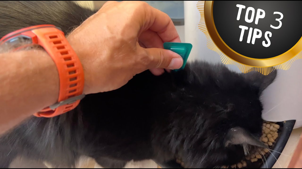 ★★★★★ Frontline Plus for Cats and Kittens (1.5 pounds and over) Flea and Tick Treatment