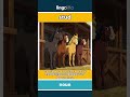 stud - a group of special animals,... video thumbnail