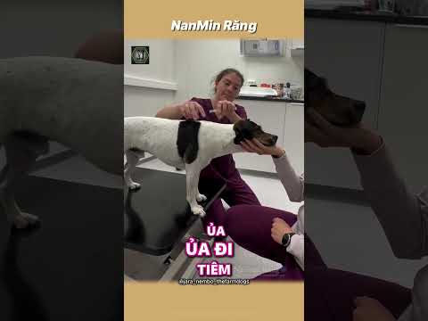 Khi bác sĩ thú y có bằng thạc sĩ tâm lý
