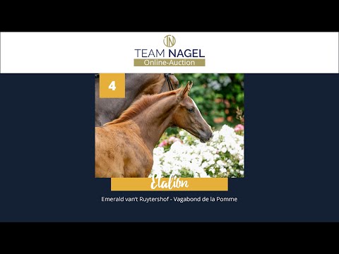 Katalog 04 - Hengstfohlen v. Emerald van't Ruytershof - Vagabond de la Pomme * 28.03.2021