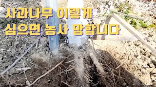 사과나무 잘못 심으면 이렇게 됩니다/사과나무 잘 심는방법/이것이 제일 중요?