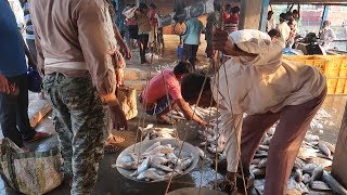 preview picture of video 'Sea Fish Auction Market in Kasia Orissa'