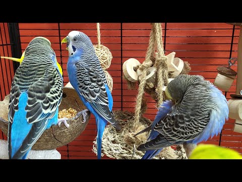 happy budgie sounds