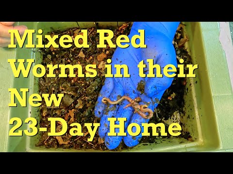 Mixed red worm survivors in their new home on day 23 - vermicompost