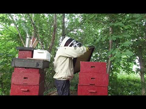 Bygga bikupa - Skattning