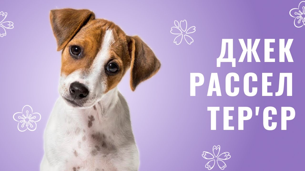 YouTube video preview