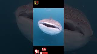 Download lagu BEGINILAH SUARA IKAN PAUS mp3