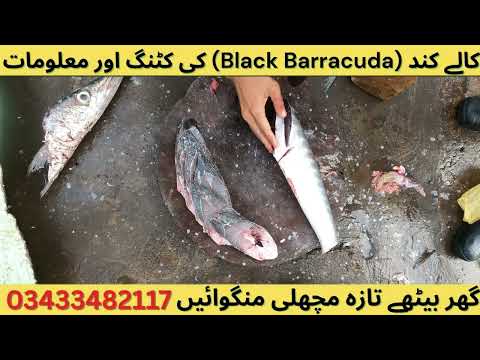 Black Barracuda Fish ( Kala Kund ) Cutting & information | Karachi Fishery 2025