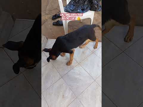 Would like my channel before I eat?#foryou #trending #pets #doggielife