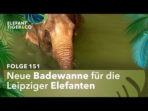 Hasis auf Eiersuche (Folge 151) | Elefant, Tiger & Co. | MDR