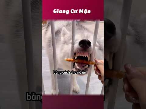 Người thành công có lối đi riêng 😂 #giangcuman