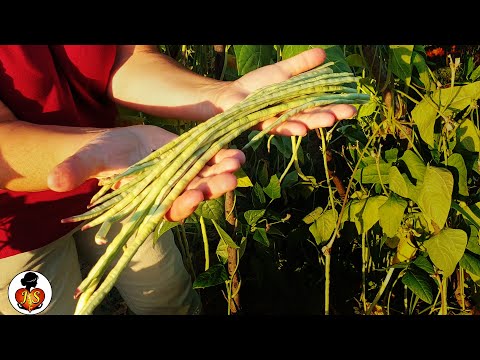 METER green beans (meter green beans)  metarska boranija