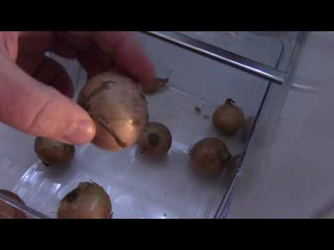 MongoTV_2401 - Mongo Madskole - Karryris Med Majs og Løg og Ketchup