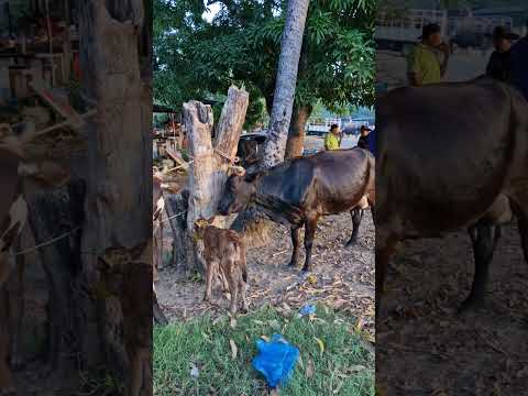 Vacas lecheras en santiago Nonualco La Paz Centro