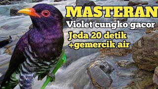 Download lagu MASTERAN VIRAL VIOLET CUNGKO JEDA 20 DETIK GEMERCIK AIR mp3 Download lagu MASTERAN VIRAL VIOLET CUNGKO JEDA 20 DETIK GEMERCIK AIR mp3