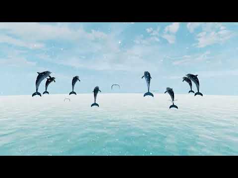 3 minutes of Dolphins🐬 and Seagulls🪶