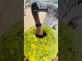 Volcano Pani Puri पानी पूरी Khana India Ka SuratFood Of India Shorts Panipuri