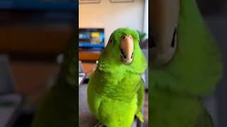 Bino surtando com a segunda-feira 😂🦜 (ele não aceitou!)