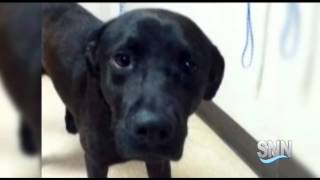 SNN: Padi the Dog&#39;s Fate Still to Be Determined
