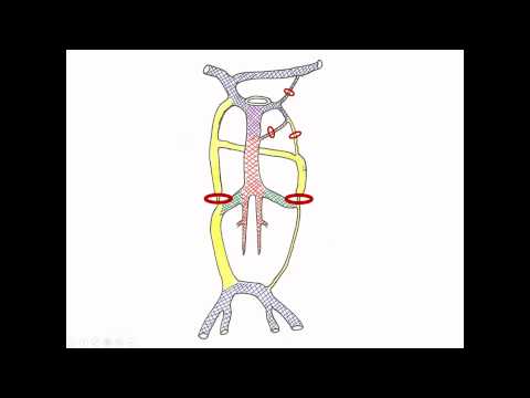 Medical Embryology - Development of Cardinal Veins and the Large Veins