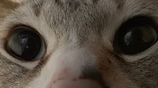 APEXでメンタルブレイクしたので地球を守ることにした