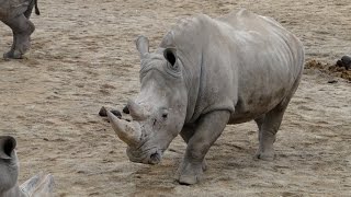 David Attenborough’s Gender Fluid Animals (Parody)