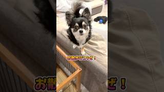 犬、お散歩行こうぜ。  #犬との暮らし #chihuahua #dog