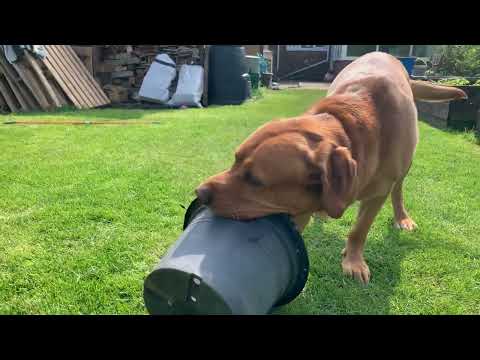 Stanley vs Plant Pot