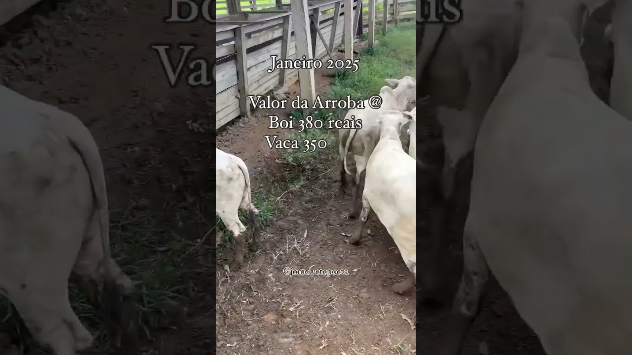Arroba Do Boi Subindo 🚀🚀